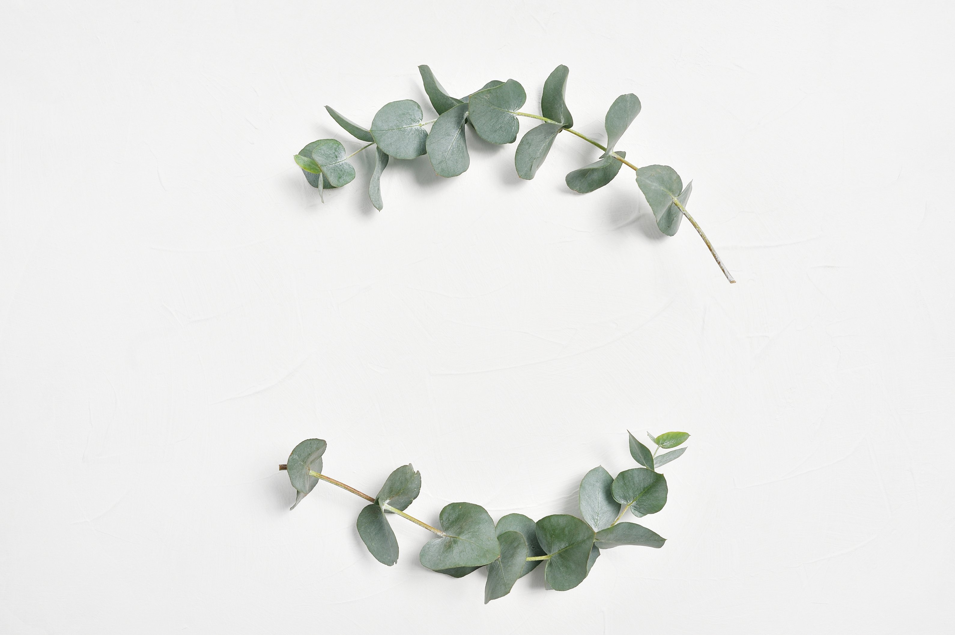 Eucalyptus Leaves Frame on White Background